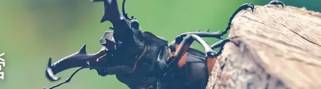eye