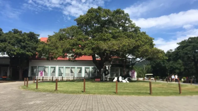 flyingcow