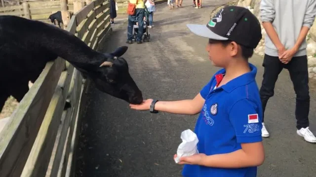 flyingcow2